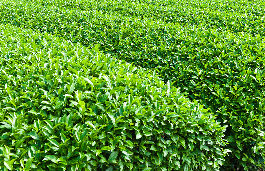 Zelený čaj pole